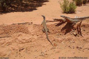 Sand goanna