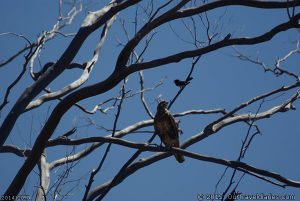 Hawk and willy wag tail having words :)