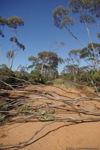 Oh no! more trees to clear