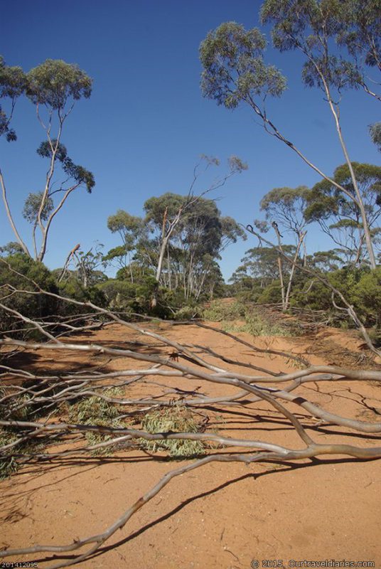 Oh no! more trees to clear