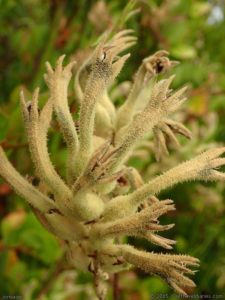 Kangaroo Paws, they're everywhere