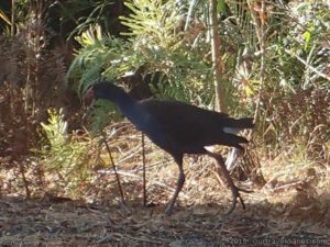 Purple swamphen