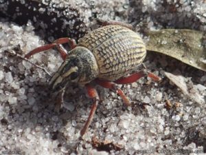 Red legged weevil