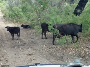 Brown's cows out for a walk