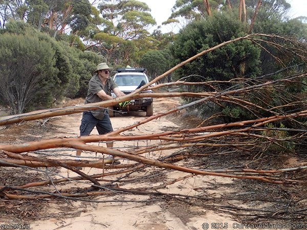 Clearing the first tree, Old Hyden-Norseman Road
