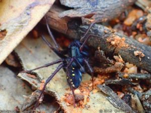 Spotted ground spider