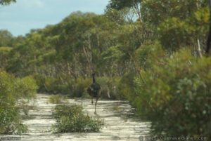 Emu - out for a jog