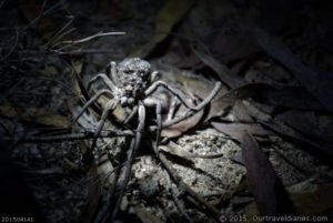 Female Wolf Spider carrying her young