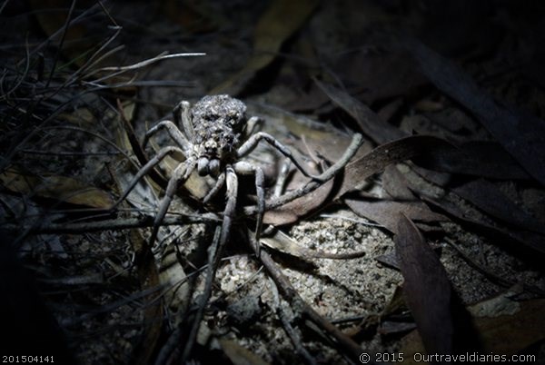 Female Wolf Spider carrying her young