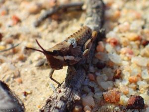 Blistered Grasshopper, Dunns Track