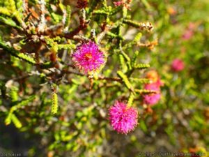 Wildflowers at the State Barrier Fence