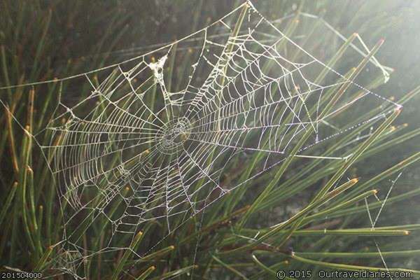 Spider Web Near Emu Rocks Hyden WA
