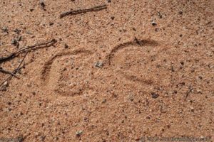 Feral Donkey Tracks, Old Hyden-Norseman Road