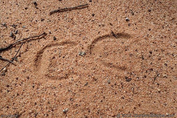 Feral Donkey Tracks, Old Hyden-Norseman Road