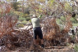 Clearing trees from the Mundale Track