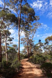 Trees beside the Mundale Track