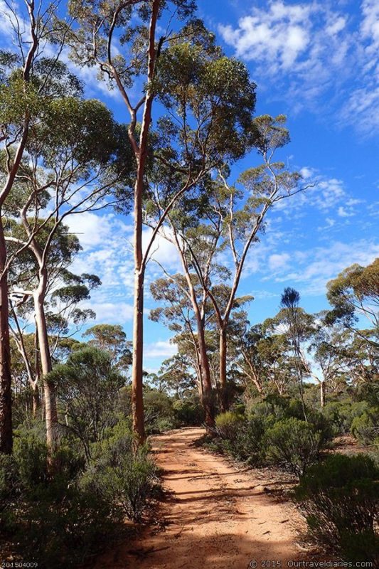 Trees beside the Mundale Track