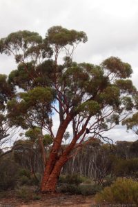 Salmon Gum (Eucalyptus salmonophloia).