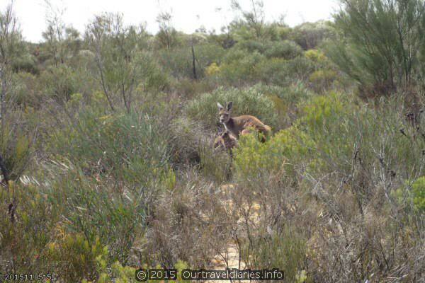 Kangaroos near Emu Rocks