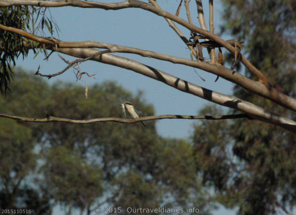 Red-Backed Kingfisher having lunch. The Breakaways. New Hyden Norseman Rd