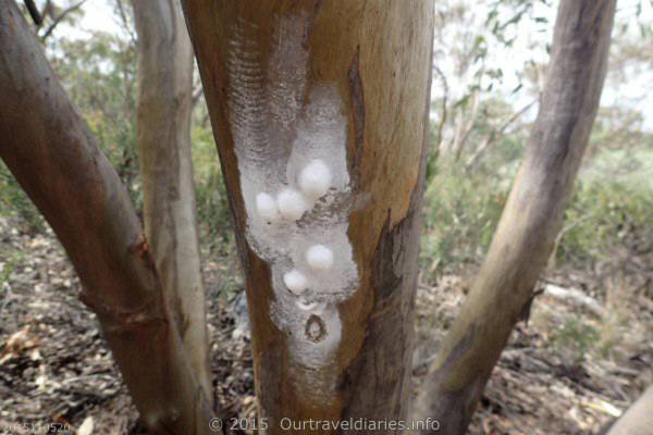 We believe these may be spider eggs. McDermid Rock