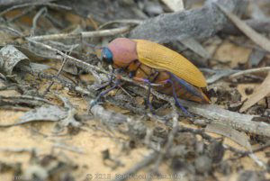 A type of Jewel Beetle. Old Hyden Norseman Road