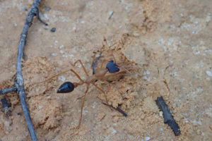 Bull Ant. Old Hyden Norseman Rd