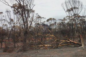 The Bushfire that was 30kms south on Norseman