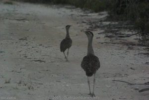 You don't see these too often anymore. Mother and Young Australian Bustard. Dunns Track