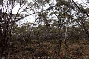 The bush at Overshot Hill near Ravensthrope