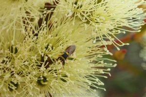 A wildflower and bug near the vermin proof fence. Coujinup Track