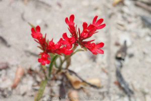 A red wildflower on the Coujinup Track