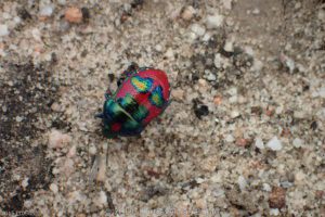 Ground Shield Bug. Coujinup Track