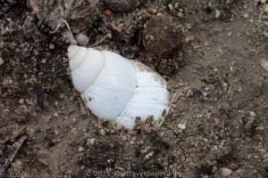 A Interesting find about 100kms inland on the Coujinup Track