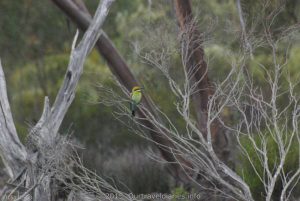 Rainbow Bee eater. Coujinup Track