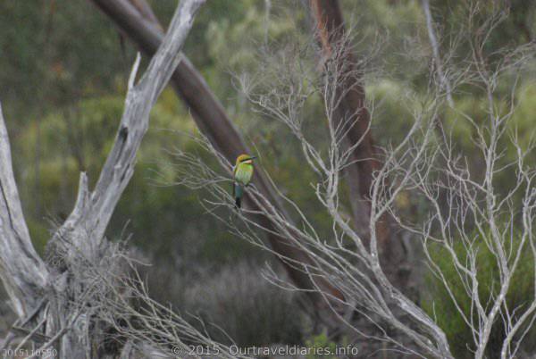 Rainbow Bee eater. Coujinup Track