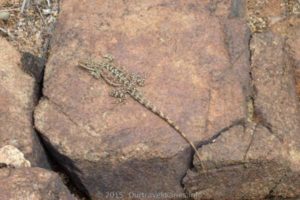 Bearded Dragon sunning himself on the banks of the Oldfied River. Coujinup Track