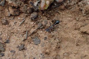 Jumping Jack Ant on the Coujinup Track