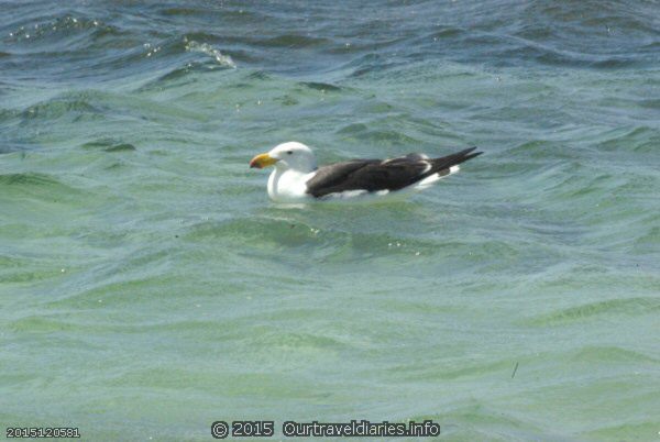 Pacific Gull, it's the largest of the Gull family - Fanny Cove