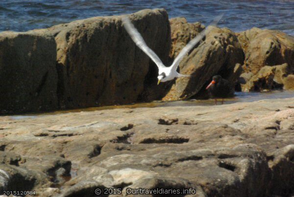 Crested Tern coming in for a landing - Fanny Cove