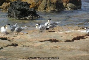 Crested Terns at Fanny Cove