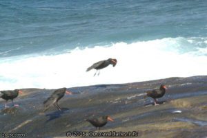 Sooty Oyster Catchers on the rocks at Fanny Cove