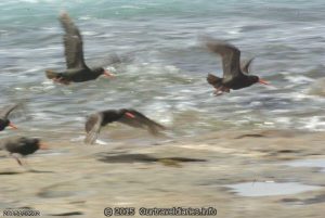 Sooty Oyster Catchers - Fanny Cove