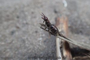 Type of ant at our camp - Fanny Cove