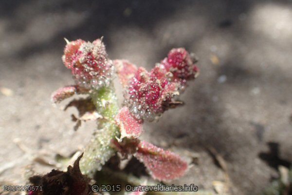 A local coastal plant - Fanny Cove