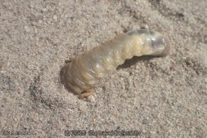 A Scarab Beetle Larva burrowing on the road out of Fanny Cove camp ground (aka curl grub)