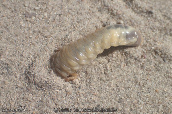 A Scarab Beetle Larva burrowing on the road out of Fanny Cove camp ground (aka curl grub)