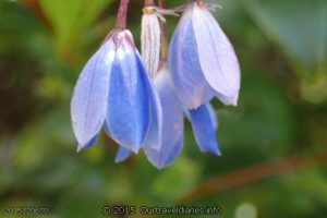 Australian Bluebell at Shoal Cape - Stokes National Park