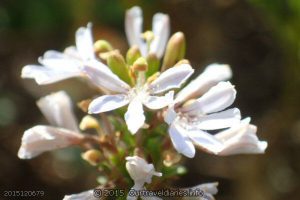 Local wildflower growing on the dunes at Shoal Cape