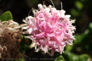 Pink Rice flower growing on the dunes at Shoal Cape - Stokes National Park